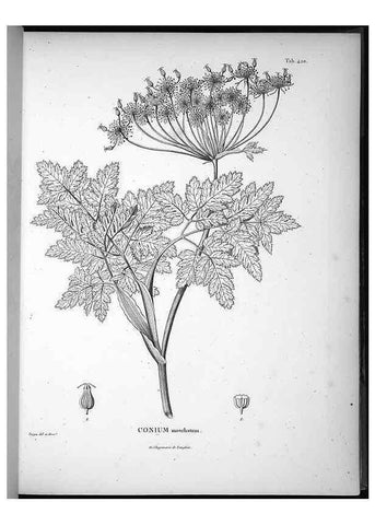 Reproducción/Reproduction 49556812352: Nova genera et species plantarum :. Antverpiae :Ex officina Christophori Plantini ...,1576.. 