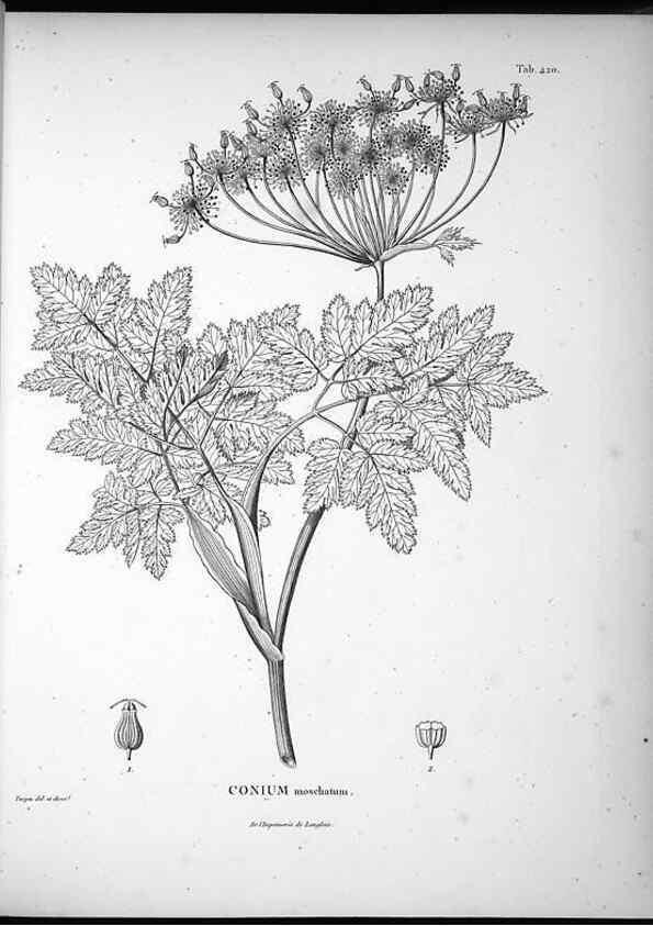 Reproducción/Reproduction 49556812352: Nova genera et species plantarum :. Antverpiae :Ex officina Christophori Plantini ...,1576.. 