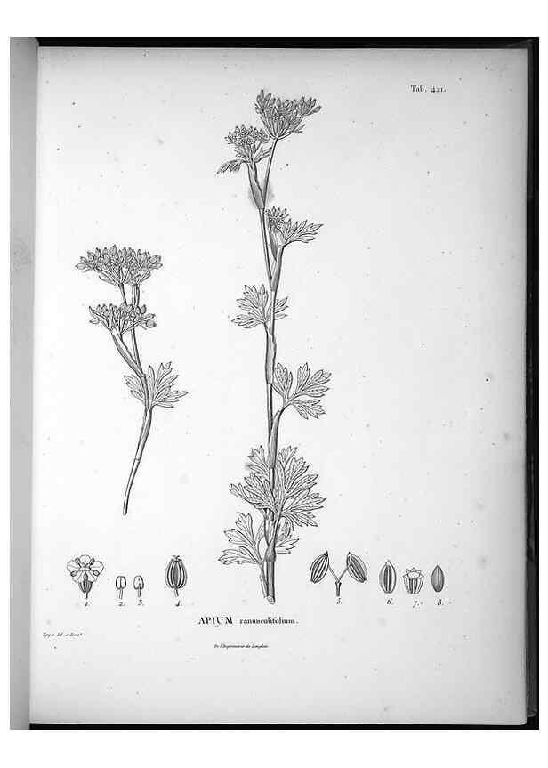 Reproducción/Reproduction 49556078858: Nova genera et species plantarum :. Antverpiae :Ex officina Christophori Plantini ...,1576.. 
