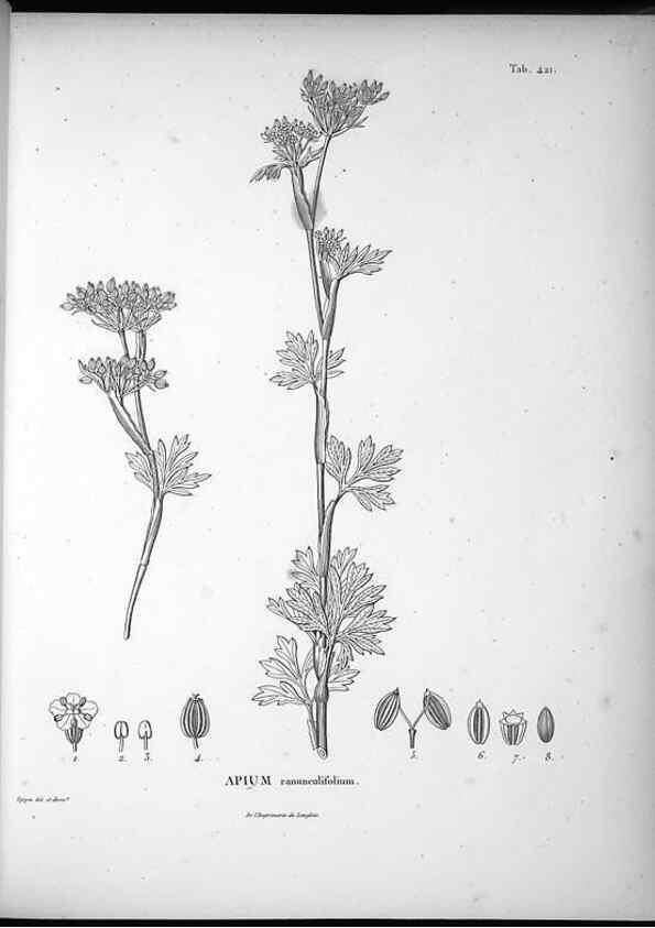 Reproducción/Reproduction 49556078858: Nova genera et species plantarum :. Antverpiae :Ex officina Christophori Plantini ...,1576.. 