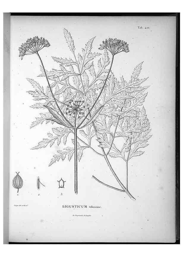 Reproducción/Reproduction 49556079058: Nova genera et species plantarum :. Antverpiae :Ex officina Christophori Plantini ...,1576.. 
