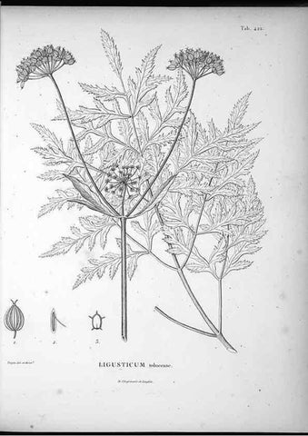Reproducción/Reproduction 49556079058: Nova genera et species plantarum :. Antverpiae :Ex officina Christophori Plantini ...,1576.. 