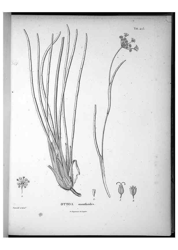 Reproducción/Reproduction 49556079363: Nova genera et species plantarum :. Antverpiae :Ex officina Christophori Plantini ...,1576.. 