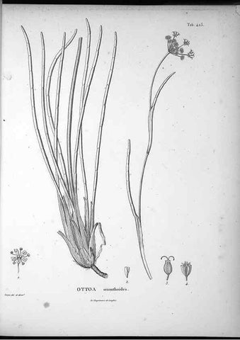 Reproducción/Reproduction 49556079363: Nova genera et species plantarum :. Antverpiae :Ex officina Christophori Plantini ...,1576.. 