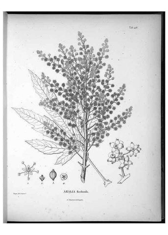 Reproducción/Reproduction 49556574236: Nova genera et species plantarum :. Antverpiae :Ex officina Christophori Plantini ...,1576.. 