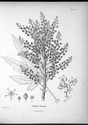 Reproducción/Reproduction 49556574236: Nova genera et species plantarum :. Antverpiae :Ex officina Christophori Plantini ...,1576.. 
