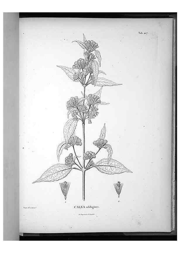 Reproducción/Reproduction 49556754522: Nova genera et species plantarum :. Antverpiae :Ex officina Christophori Plantini ...,1576.. 