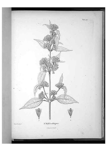 Reproducción/Reproduction 49556754522: Nova genera et species plantarum :. Antverpiae :Ex officina Christophori Plantini ...,1576.. 