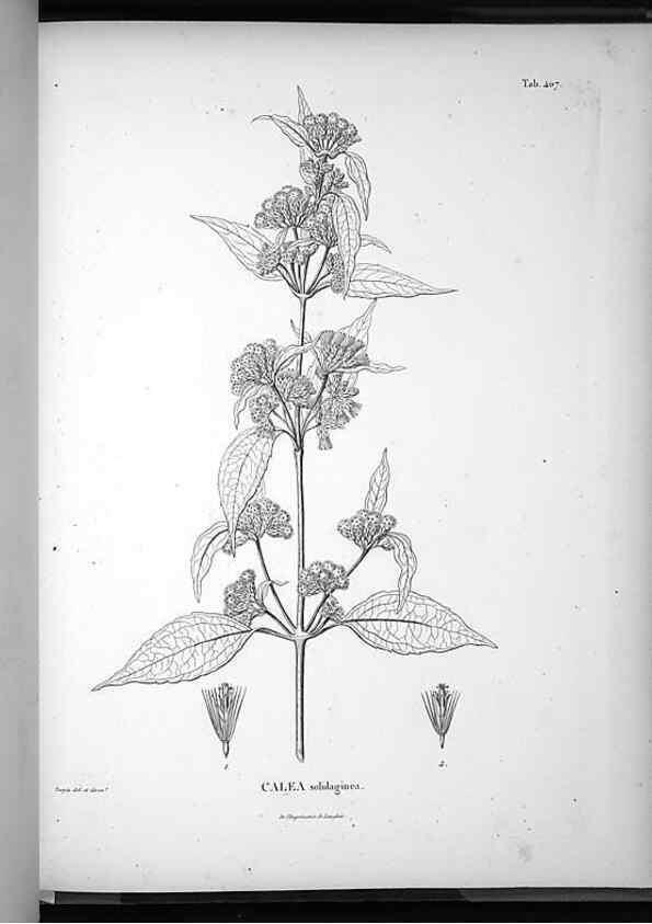 Reproducción/Reproduction 49556754522: Nova genera et species plantarum :. Antverpiae :Ex officina Christophori Plantini ...,1576.. 