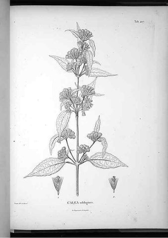 Reproducción/Reproduction 49556754522: Nova genera et species plantarum :. Antverpiae :Ex officina Christophori Plantini ...,1576.. 