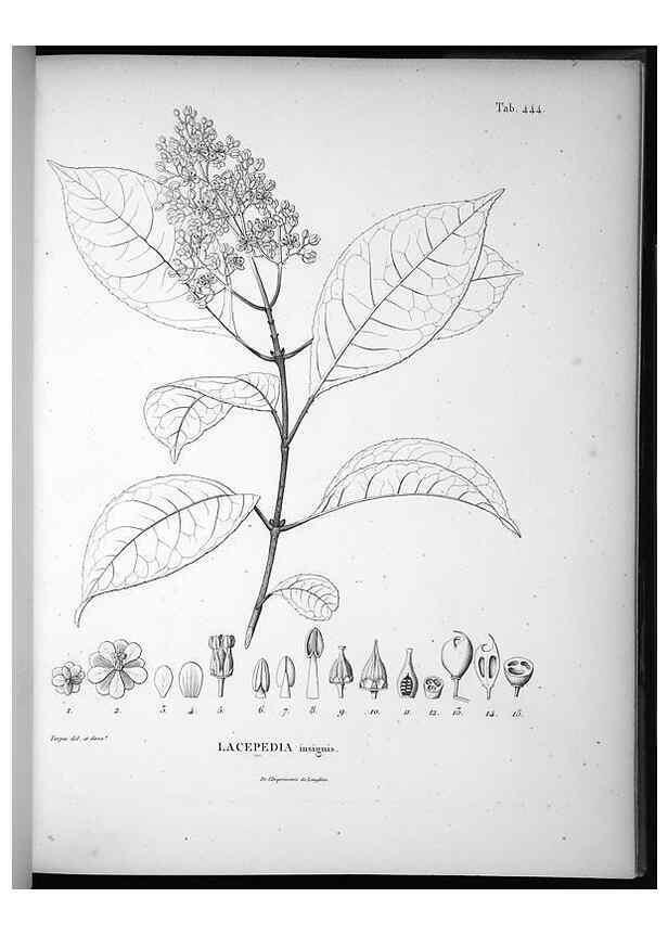Reproducción/Reproduction 49556083803: Nova genera et species plantarum :. Antverpiae :Ex officina Christophori Plantini ...,1576.. 