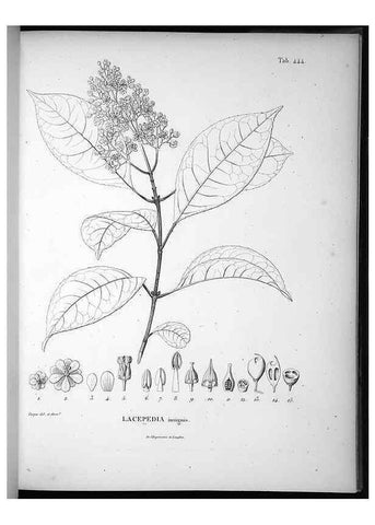 Reproducción/Reproduction 49556083803: Nova genera et species plantarum :. Antverpiae :Ex officina Christophori Plantini ...,1576.. 