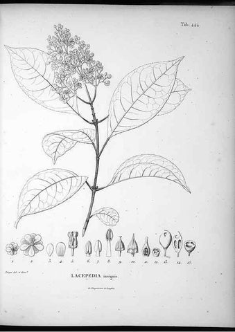 Reproducción/Reproduction 49556083803: Nova genera et species plantarum :. Antverpiae :Ex officina Christophori Plantini ...,1576.. 