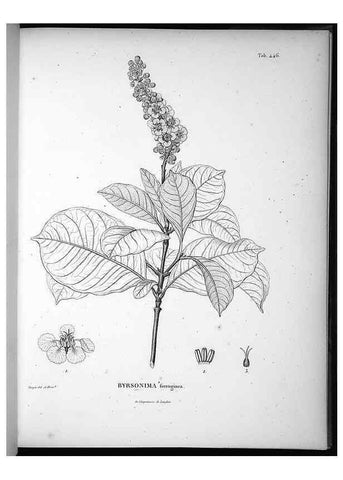 Reproducción/Reproduction 49556580916: Nova genera et species plantarum :. Antverpiae :Ex officina Christophori Plantini ...,1576.. 