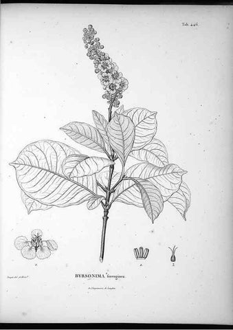 Reproducción/Reproduction 49556580916: Nova genera et species plantarum :. Antverpiae :Ex officina Christophori Plantini ...,1576.. 