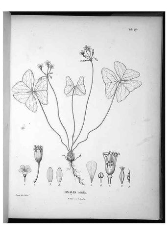 Reproducción/Reproduction 49556088218: Nova genera et species plantarum :. Antverpiae :Ex officina Christophori Plantini ...,1576.. 