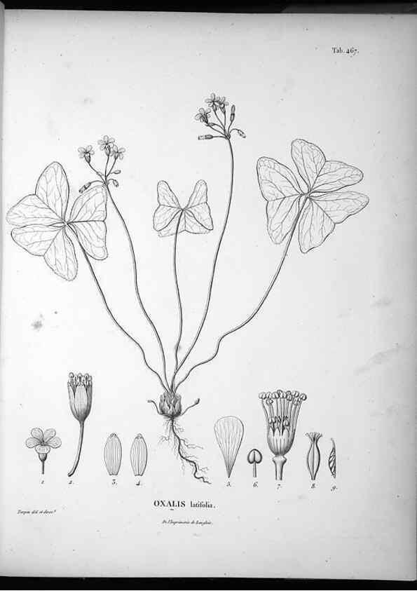 Reproducción/Reproduction 49556088218: Nova genera et species plantarum :. Antverpiae :Ex officina Christophori Plantini ...,1576.. 