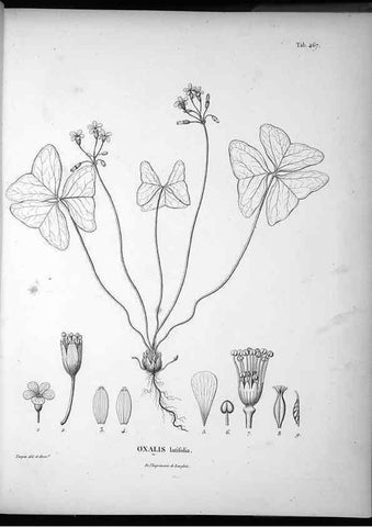 Reproducción/Reproduction 49556088218: Nova genera et species plantarum :. Antverpiae :Ex officina Christophori Plantini ...,1576.. 