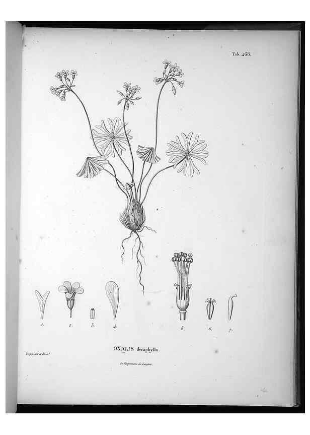 Reproducción/Reproduction 49556585216: Nova genera et species plantarum :. Antverpiae :Ex officina Christophori Plantini ...,1576.. 