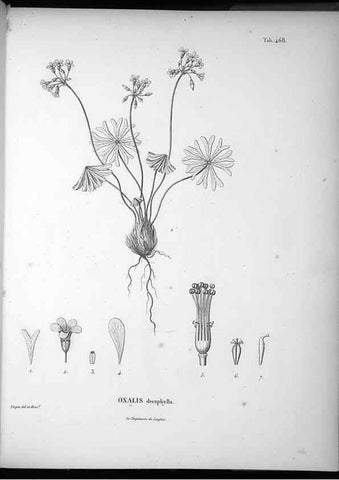 Reproducción/Reproduction 49556585216: Nova genera et species plantarum :. Antverpiae :Ex officina Christophori Plantini ...,1576.. 
