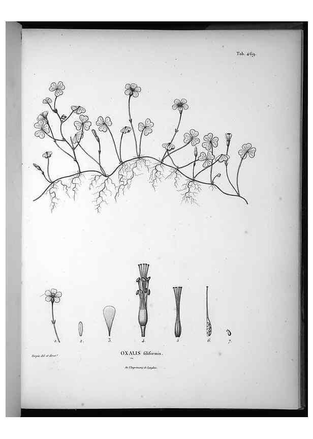 Reproducción/Reproduction 49556585371: Nova genera et species plantarum :. Antverpiae :Ex officina Christophori Plantini ...,1576.. 
