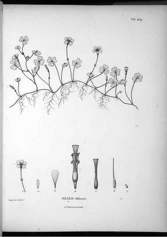 Reproducción/Reproduction 49556585371: Nova genera et species plantarum :. Antverpiae :Ex officina Christophori Plantini ...,1576.. 