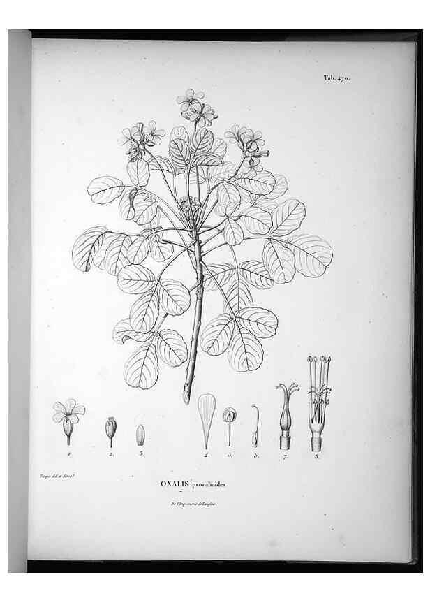Reproducción/Reproduction 49556822437: Nova genera et species plantarum :. Antverpiae :Ex officina Christophori Plantini ...,1576.. 