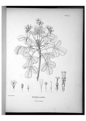 Reproducción/Reproduction 49556822437: Nova genera et species plantarum :. Antverpiae :Ex officina Christophori Plantini ...,1576.. 
