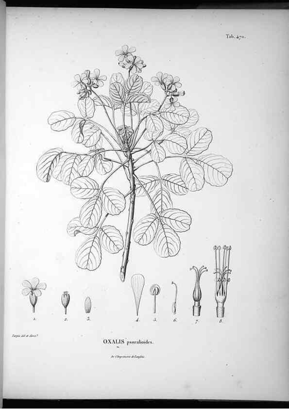 Reproducción/Reproduction 49556822437: Nova genera et species plantarum :. Antverpiae :Ex officina Christophori Plantini ...,1576.. 