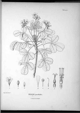 Reproducción/Reproduction 49556822437: Nova genera et species plantarum :. Antverpiae :Ex officina Christophori Plantini ...,1576.. 