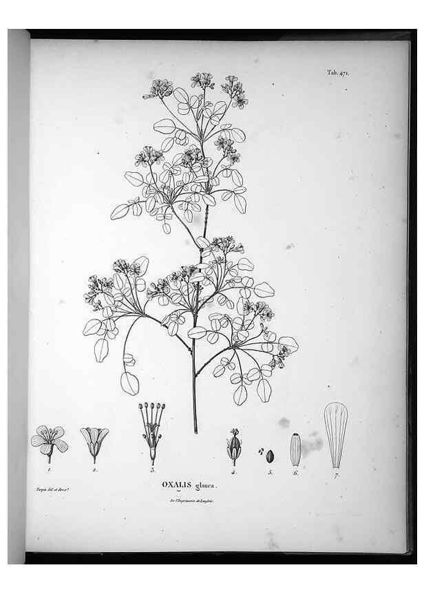 Reproducción/Reproduction 49556088943: Nova genera et species plantarum :. Antverpiae :Ex officina Christophori Plantini ...,1576.. 