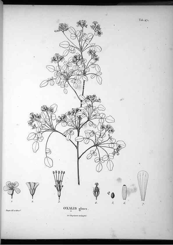 Reproducción/Reproduction 49556088943: Nova genera et species plantarum :. Antverpiae :Ex officina Christophori Plantini ...,1576.. 