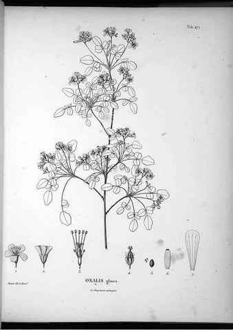 Reproducción/Reproduction 49556088943: Nova genera et species plantarum :. Antverpiae :Ex officina Christophori Plantini ...,1576.. 