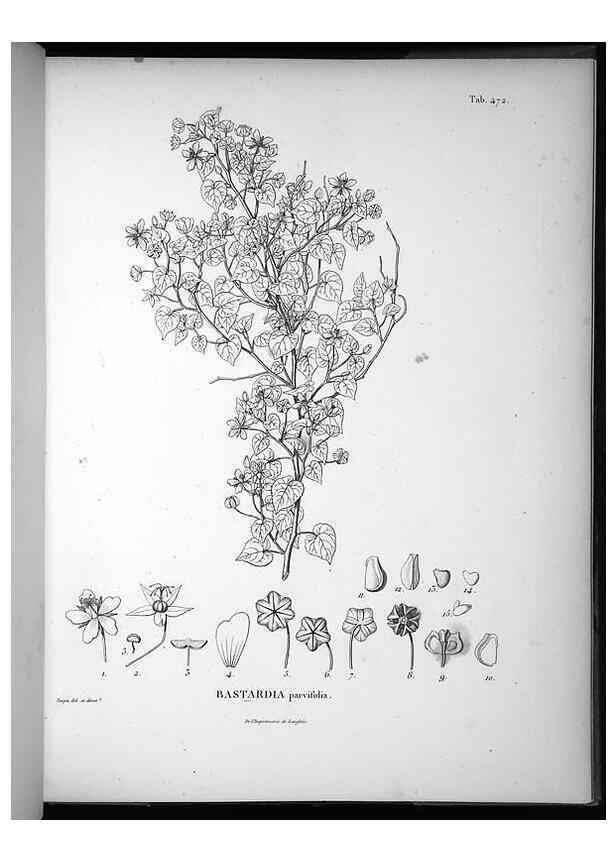Reproducción/Reproduction 49556822737: Nova genera et species plantarum :. Antverpiae :Ex officina Christophori Plantini ...,1576.. 