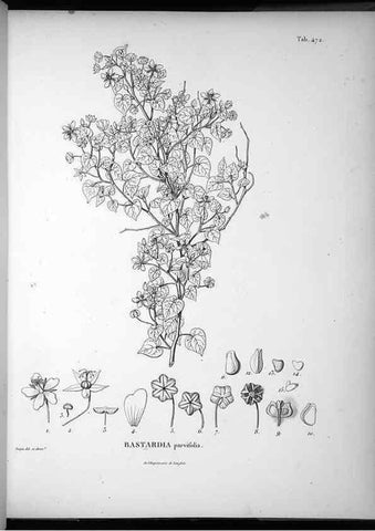Reproducción/Reproduction 49556822737: Nova genera et species plantarum :. Antverpiae :Ex officina Christophori Plantini ...,1576.. 