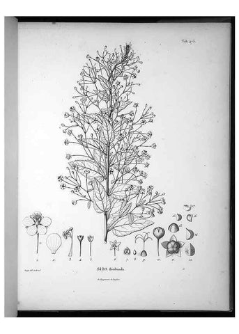 Reproducción/Reproduction 49556586116: Nova genera et species plantarum :. Antverpiae :Ex officina Christophori Plantini ...,1576.. 