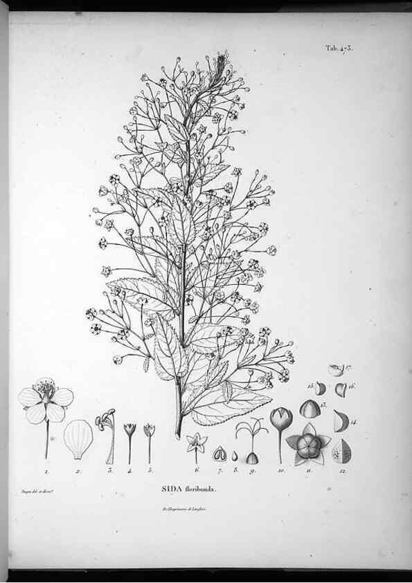 Reproducción/Reproduction 49556586116: Nova genera et species plantarum :. Antverpiae :Ex officina Christophori Plantini ...,1576.. 