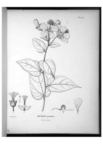 Reproducción/Reproduction 49556089413: Nova genera et species plantarum :. Antverpiae :Ex officina Christophori Plantini ...,1576.. 