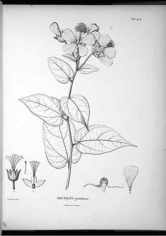 Reproducción/Reproduction 49556089413: Nova genera et species plantarum :. Antverpiae :Ex officina Christophori Plantini ...,1576.. 