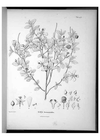 Reproducción/Reproduction 49556586391: Nova genera et species plantarum :. Antverpiae :Ex officina Christophori Plantini ...,1576.. 