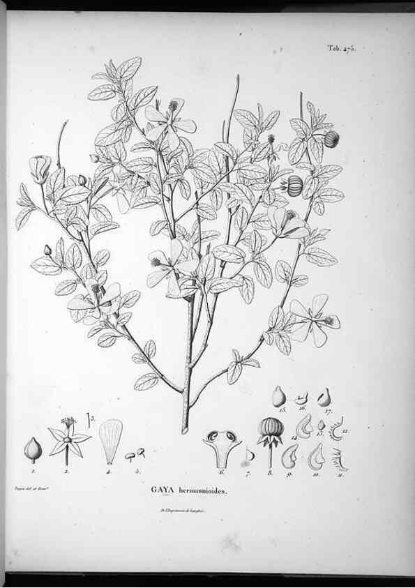 Reproducción/Reproduction 49556586391: Nova genera et species plantarum :. Antverpiae :Ex officina Christophori Plantini ...,1576.. 