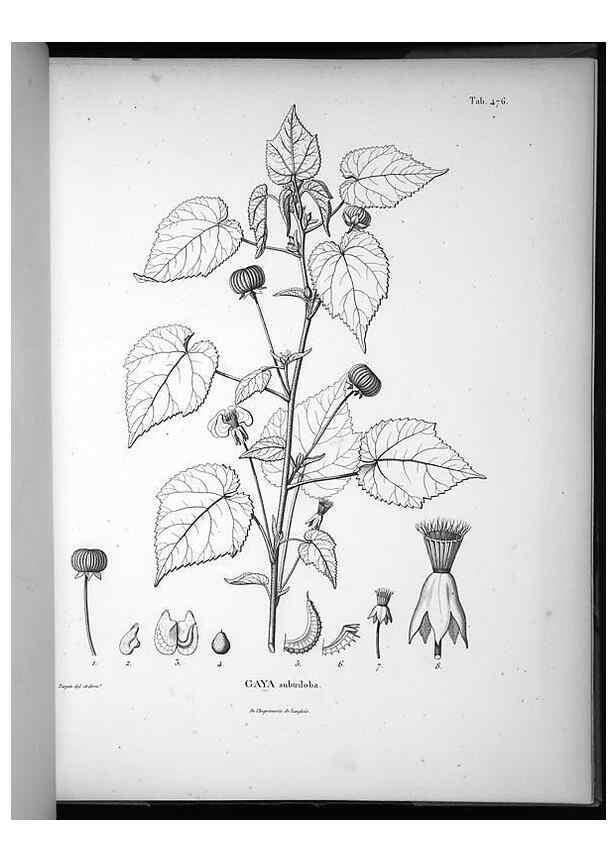 Reproducción/Reproduction 49556586546: Nova genera et species plantarum :. Antverpiae :Ex officina Christophori Plantini ...,1576.. 