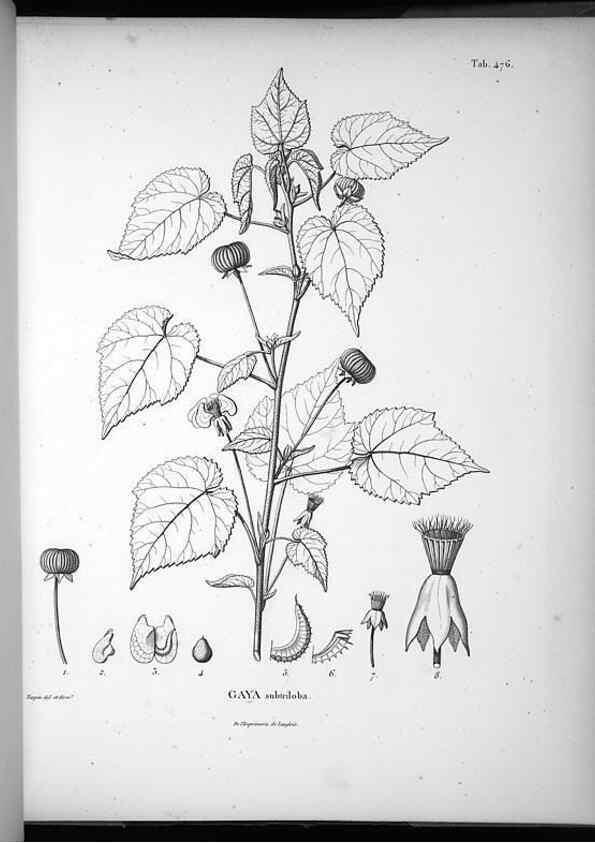 Reproducción/Reproduction 49556586546: Nova genera et species plantarum :. Antverpiae :Ex officina Christophori Plantini ...,1576.. 