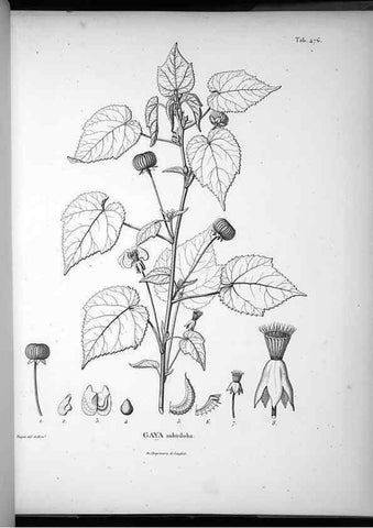 Reproducción/Reproduction 49556586546: Nova genera et species plantarum :. Antverpiae :Ex officina Christophori Plantini ...,1576.. 