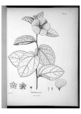 Reproducción/Reproduction 49556089843: Nova genera et species plantarum :. Antverpiae :Ex officina Christophori Plantini ...,1576.. 