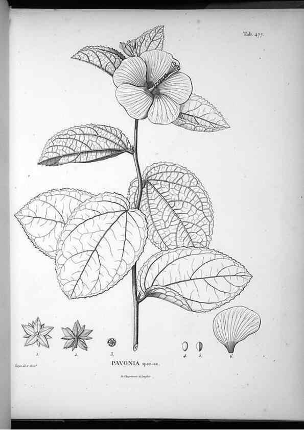 Reproducción/Reproduction 49556089843: Nova genera et species plantarum :. Antverpiae :Ex officina Christophori Plantini ...,1576.. 