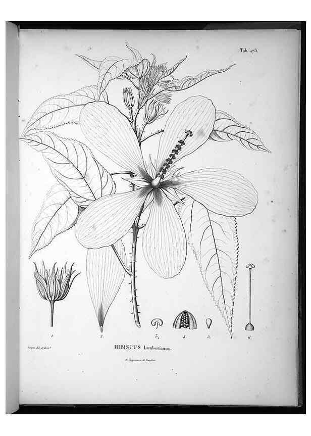 Reproducción/Reproduction 49556090013: Nova genera et species plantarum :. Antverpiae :Ex officina Christophori Plantini ...,1576.. 