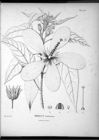Reproducción/Reproduction 49556090013: Nova genera et species plantarum :. Antverpiae :Ex officina Christophori Plantini ...,1576.. 