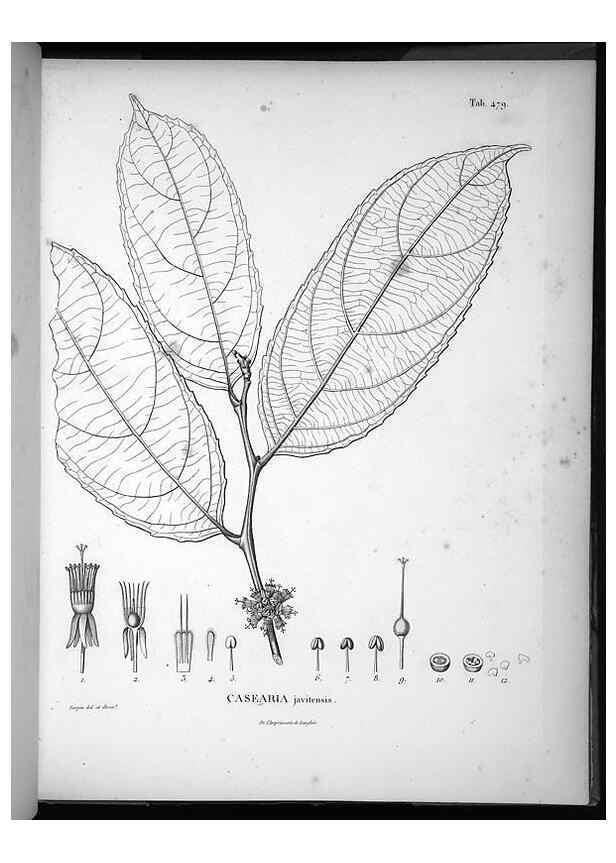 Reproducción/Reproduction 49556823982: Nova genera et species plantarum :. Antverpiae :Ex officina Christophori Plantini ...,1576.. 