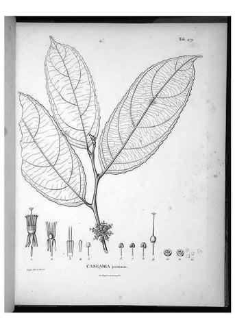 Reproducción/Reproduction 49556823982: Nova genera et species plantarum :. Antverpiae :Ex officina Christophori Plantini ...,1576.. 